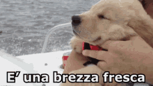 a person is holding a puppy with the words e ' una brezza fresca written on the bottom