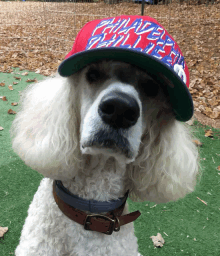 a white poodle wearing a philadelphia hat