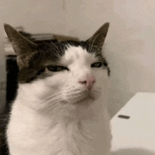 a close up of a black and white cat sitting on a toilet .