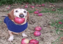 a dachshund wearing a blue sweater is holding an apple in its mouth