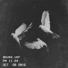 a black and white photo of three white doves flying in the air