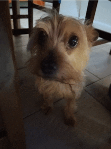 a small dog with a beard is standing under a table and looking at the camera