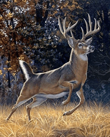 a painting of a whitetail deer running through a field .