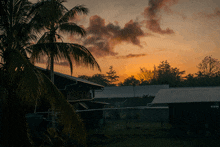 a sunset with palm trees in the foreground and buildings in the background