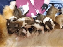 a group of puppies are nursing from a dog 's breast