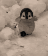 a baby penguin is running in the snow