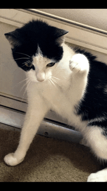 a black and white cat standing on a carpet