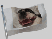 a flag that has a picture of a dog on it