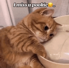 a cat is drinking water from a bowl and says i miss u pookie ..