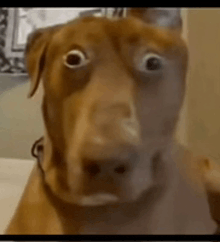 a close up of a brown dog 's face with a surprised look on its face .