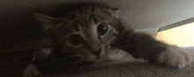 a kitten is laying under a table and looking up at the camera