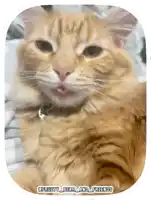 a picture of a cat with the words fruity bear and friends written below it