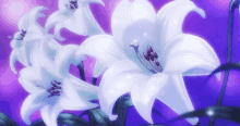 a bunch of white flowers with purple background