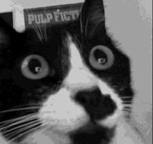 a black and white cat is looking at the camera in front of a pulp fiction poster