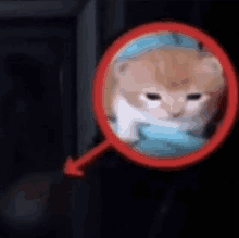 a blurred image of a cat in a red circle with an arrow pointing to it .