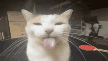 a cat sticking its tongue out in front of a table tennis paddle