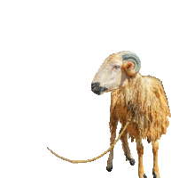 a sheep with horns is tied to a rope on a white background