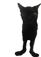 a black cat with long legs is standing on its hind legs