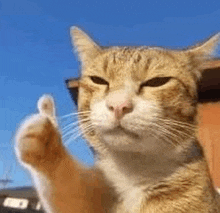 a cat is giving a thumbs up sign .