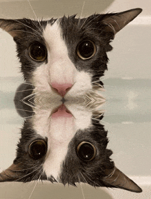 a black and white cat is looking at its reflection in a mirror