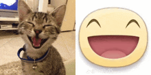 a picture of a smiling cat next to a picture of a laughing emoji