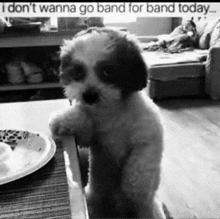 a small puppy is standing on its hind legs in front of a plate of food .