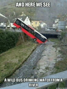 a wild bus drinking water from a river with the caption and here we see