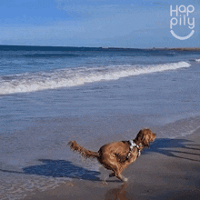 two dogs are running on a beach with hearts drawn in the water and a logo that says happy pillu