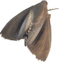 a close up of a moth with a white background