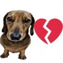 a dachshund is holding a broken heart in its paws .