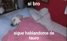 a dog is laying on a bed under a pink blanket with the words " si bro sigue hablandome de tauro "