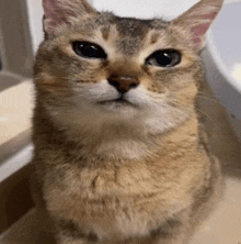 a close up of a cat 's face looking up