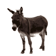 a donkey standing on a white background .