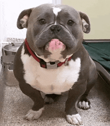 a black and white dog with a red collar is sticking its tongue out