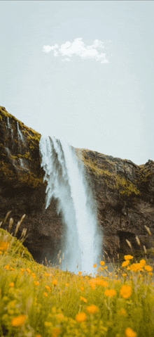 a waterfall is surrounded by a field of yellow flowers and grass