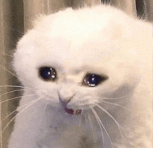 a white cat with a sad look on its face is standing next to a window .