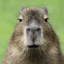 a close up of a capybara looking at the camera with a green background