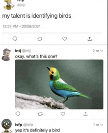 a twitter post about identifying birds with a picture of a bird .