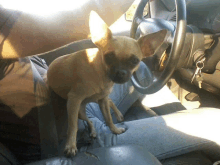 a small brown dog is sitting in the driver 's seat of a vehicle