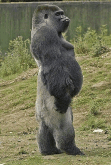 a large gorilla standing on its hind legs in a grassy field