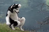 a husky dog is squatting down with its paws up and the word official is visible in the corner