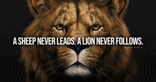 a lion with the words " a sheep never leads a lion never follows "