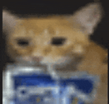 a cat is drinking water from a can of soda .