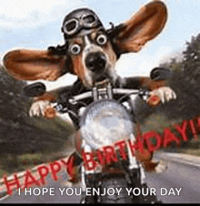 a dog wearing a helmet and goggles is riding a motorcycle on a road .