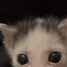 a close up of a kitten 's face with its eyes looking at the camera .