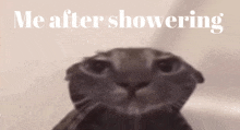 a close up of a cat 's face with the words `` me after showering '' written in white letters .