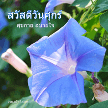 a blue flower is surrounded by green leaves with a foreign language greeting