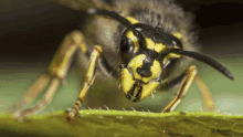 a close up of a wasp 's face on a leaf