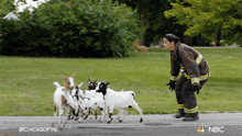 a fireman standing next to a herd of goats on the side of a road with nbc written on the bottom