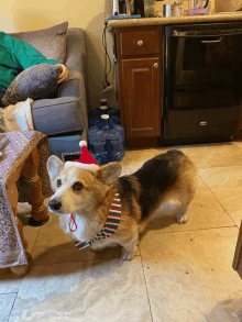 a dog wearing a santa hat and a striped scarf